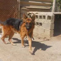 شرمن 2ساله|سگ|میاندوآب, |دیوار