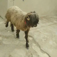 کوه نرمیشی فروش فوری