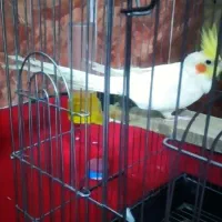 گمشده یک جفت عروس هلندی لوتینو  سهره  قناری|حیوانات|کوهدشت, |دیوار