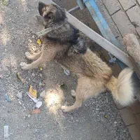 سگ نر