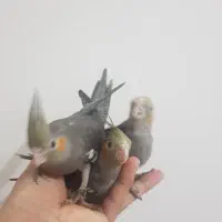 جوجه عروس هلندی