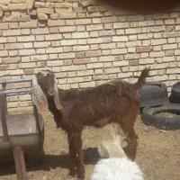 بزغاله دورگ فروشی