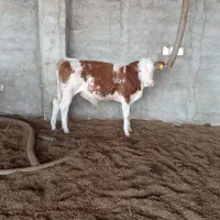 گوساله اصل سیمنتلل نرقرمز|حیوانات مزرعه|سنگدوین, |دیوار