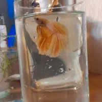 ۳عدد فایتر سوپرسایز هافمون