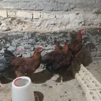 جوجه خروس محلی|حیوانات مزرعه|داراب, |دیوار