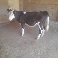 فروش گوساله