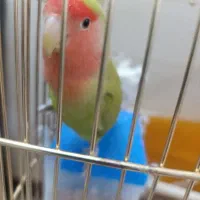 کوتوله برزیلی