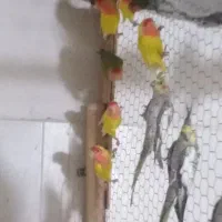 عروس هلندی|پرنده|برازجان, |دیوار