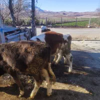 پنج عدد گوساله سیمنتال درجه یک|حیوانات مزرعه|صحنه, |دیوار