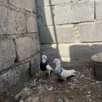 کفتر طوقی|پرنده|رودان, |دیوار