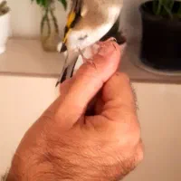 سهره دورگ دست آموز بخان بافیلم بروز|پرنده|تبریز, |دیوار