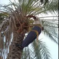 هرس وقطع درخت ونخل،سم پاشی و تعویض خاک فرسوده