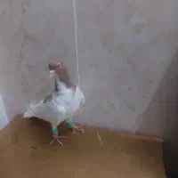 کبوتر دمگیر یا خوشرنگ