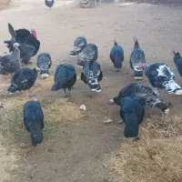 بوقلمون|حیوانات مزرعه|مهاباد (آذربایجان غربی), |دیوار