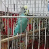 یک جفت مرغ عشق
