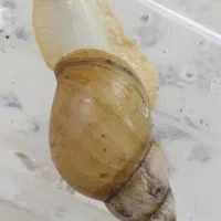 حلزون آلبینو|خزنده|قم, شاه ابراهیم|دیوار