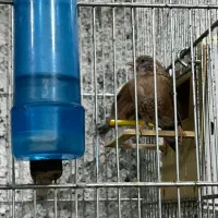 فنچ گلوبریده|پرنده|اسلام‌شهر, شهرک مفیدی|دیوار