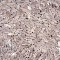 گندم دیمه قرمز مناسب بذر درشت وبدون شکسته|خوردنی و آشامیدنی|فریمان, |دیوار