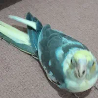 جزیره مینو|پرنده|خرمشهر, |دیوار