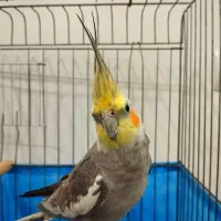 عروس هلندی نر و ماده