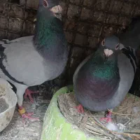 کبوتر کفتر نرماده