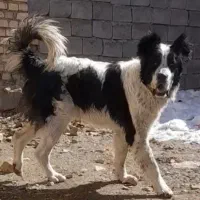 سگ گمشده|حیوانات|فریدونشهر, |دیوار