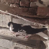 شیخی بیگولی