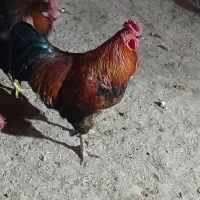 خروس|حیوانات مزرعه|دورود, |دیوار