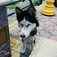 سگ گمشده