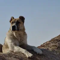 قفقازی وارداتی سرابی آلابای|سگ|کوهسار (البرز), |دیوار