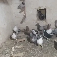 ۱۶تا پرشی صاف جنگنده شب و روز پره