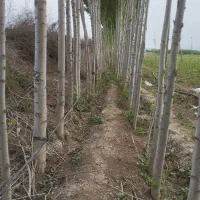 خریدار چوب صنوبر ودرخت میوه ضایعات با قیمت خوب|خدمات باغبانی و درختکاری|دره رود, |دیوار