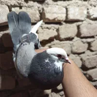 کبوتر|پرنده|فاضل آباد, |دیوار