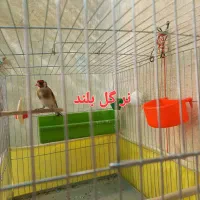 یک جفت سهره سالم وسرحال،روبه مستی