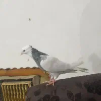 توقی خال سیاه