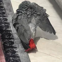 طوطی کاسکو دم قرمز