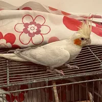 عروس هلندی|پرنده|ازنا, |دیوار