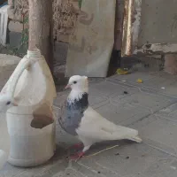 طوقی هفت رنگ .سفید. سیاه