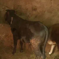 گوساله بومی