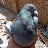 کبوتر مسافتی درجه یک