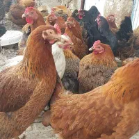 مرغ محلی تخم گزار جوان