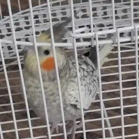 عروس هلندی|پرنده|مشهد, کوثر|دیوار