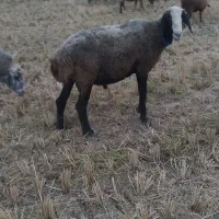 گوسفند نر قوچ تخمی