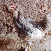 خروس گلین برهما