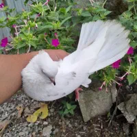 کبوتر پرشی دهنجور واقعی ۱۲ ساعته با ضمانت|پرنده|رشت, گیل|دیوار