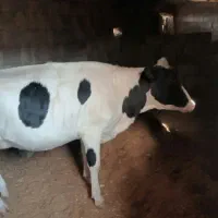 گاو.فروشی.گزخت