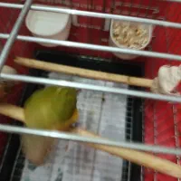 گرینچیک جفت