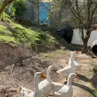 قو غاز نر و ماده