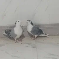 کیوتر دمگیر|پرنده|شاهین‌شهر, گزبرخوار|دیوار