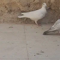 فروش|پرنده|کامفیروز, |دیوار